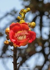 Kanonenkugelbaum (Couroupita guianensis)